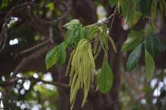 Crypteronia paniculata